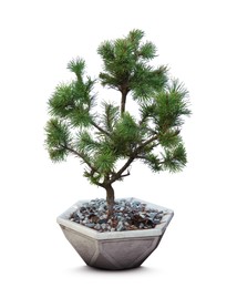 Image of Beautiful bonsai tree in pot isolated on white 