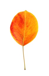 Photo of Beautiful autumn leaf on white background. Fall foliage