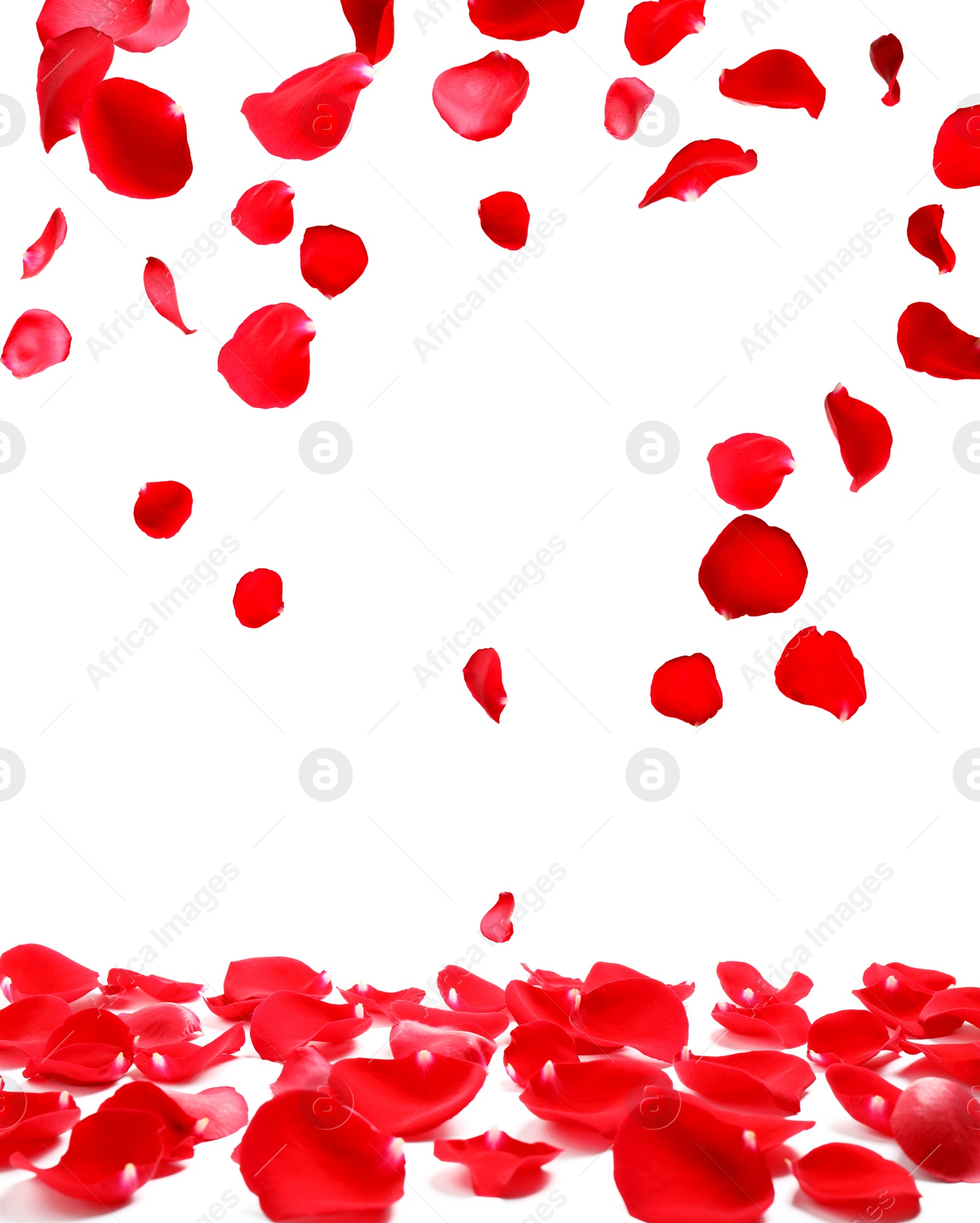 Image of Fresh red rose petals on white background