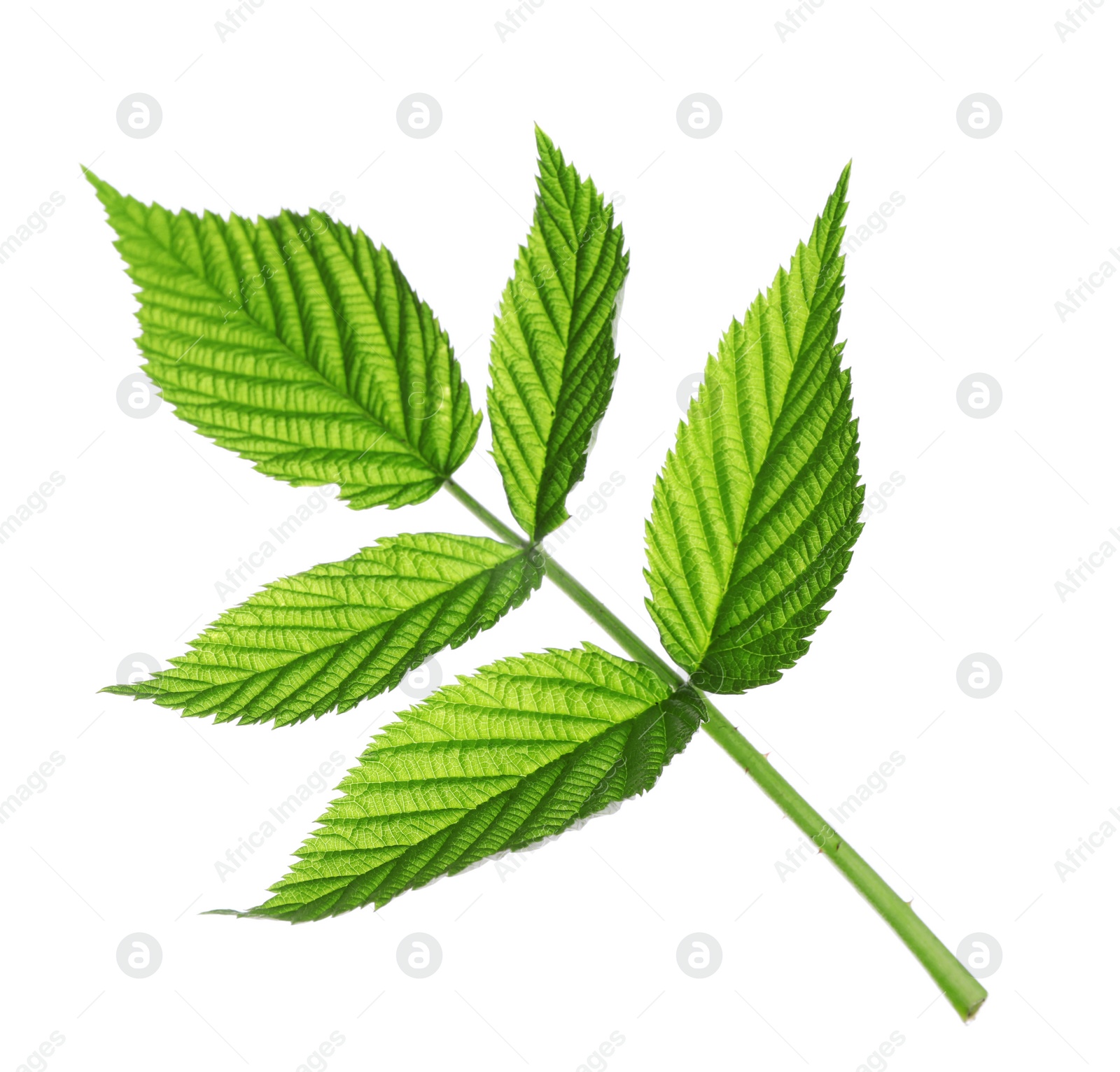 Photo of Fresh green raspberry leaves isolated on white