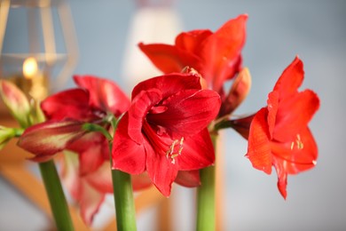 Beautiful red amaryllis flowers on blurred background, closeup