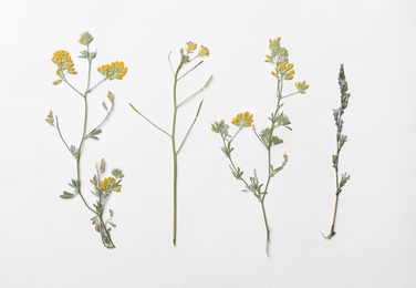 Wild dried meadow flowers on white background, top view