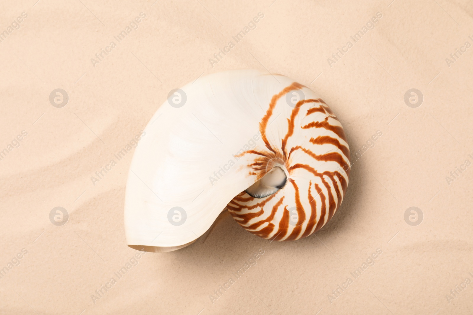 Photo of Nautilus shell on white sand, top view