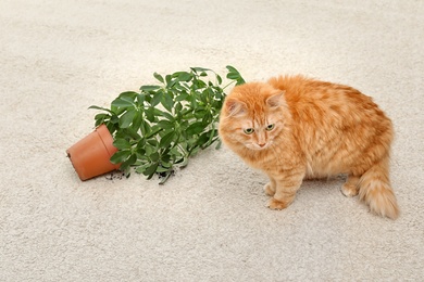 Adorable red cat and overturned houseplant on carpet indoors