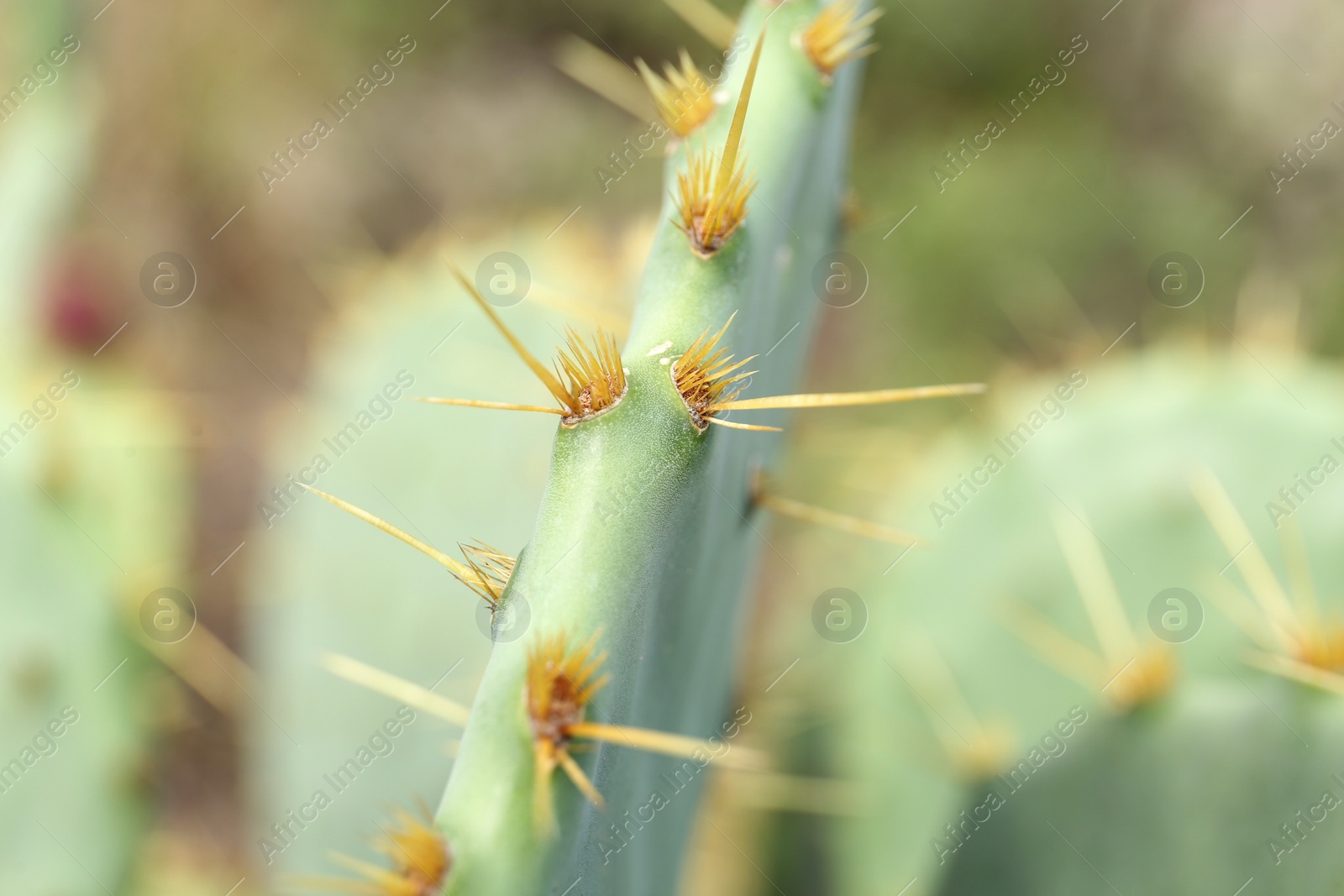 Photo of Closeup view of beautiful cactus growing outdoors