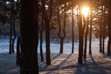 Photo of Beautiful view of sunrise in snowy forest on winter morning