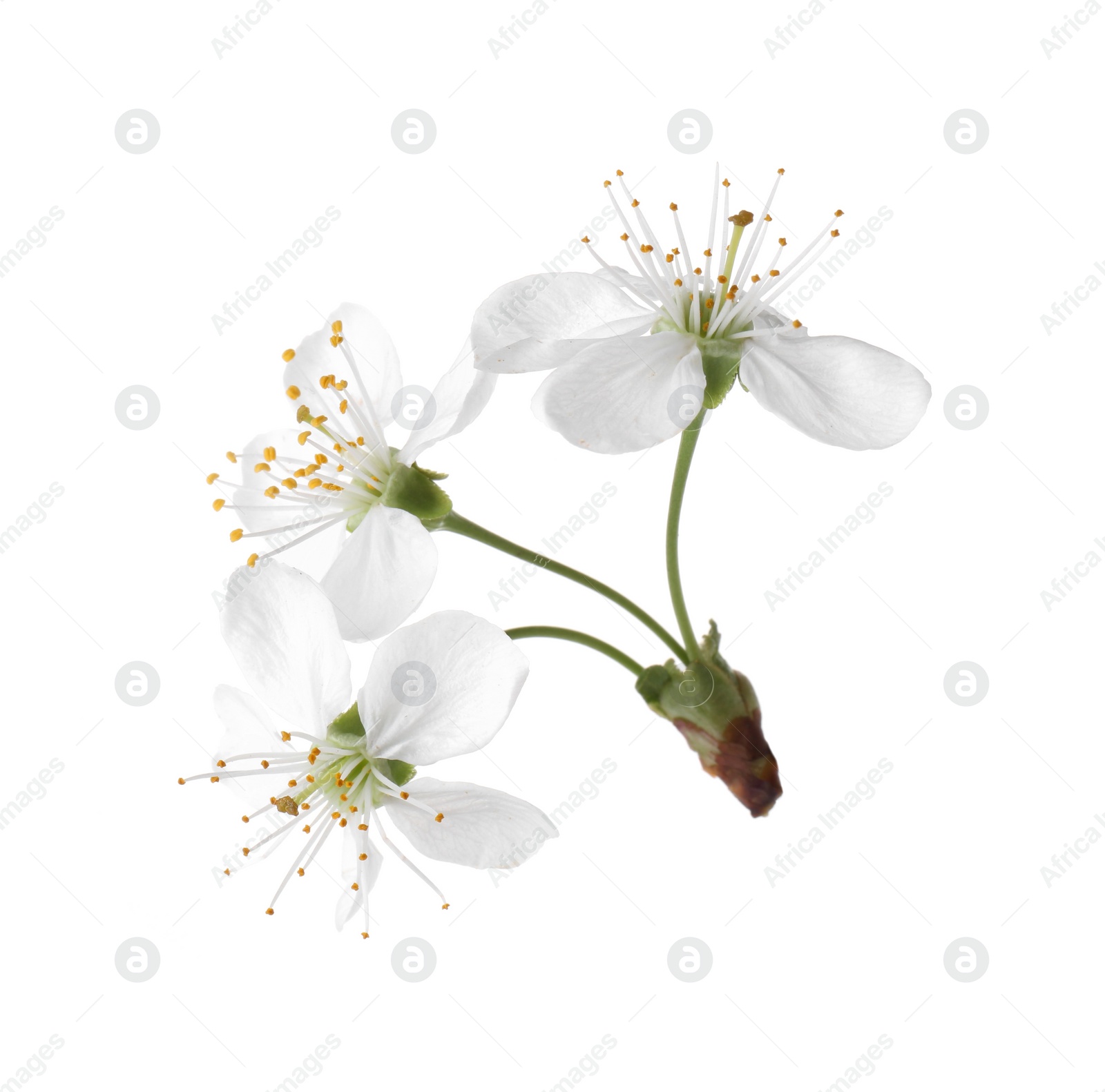 Photo of Spring branch with beautiful blossoms and leaves isolated on white