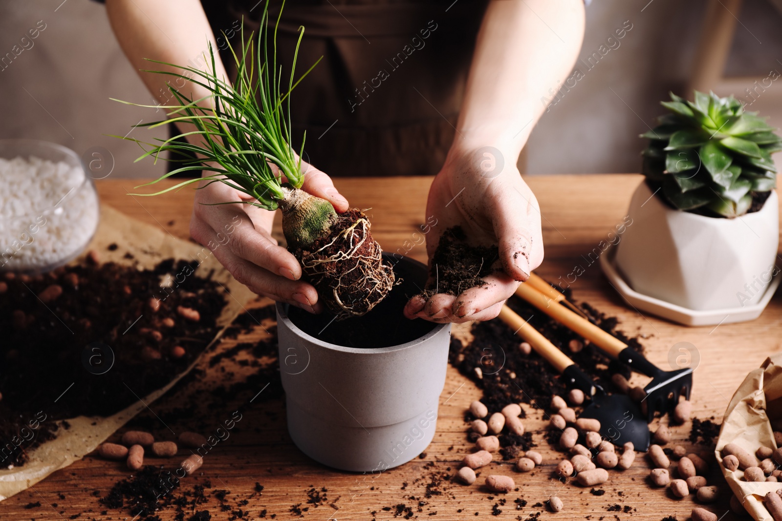 Photo of Woman transplanting Nolina into pot at table indoors, closeup. House plant care