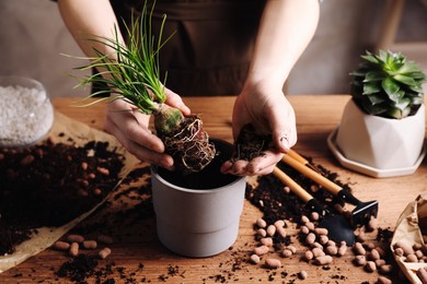 Photo of Woman transplanting Nolina into pot at table indoors, closeup. House plant care