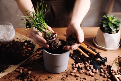 Woman transplanting Nolina into pot at table indoors, closeup. House plant care