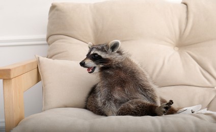 Cute funny common raccoon on sofa indoors