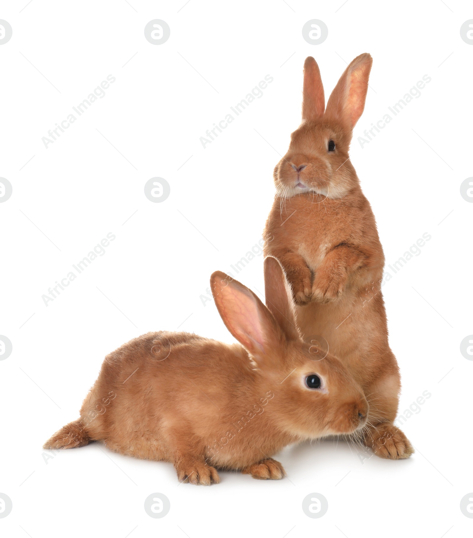 Photo of Cute bunnies isolated on white. Easter symbol