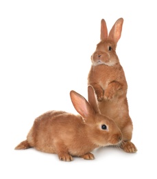 Photo of Cute bunnies isolated on white. Easter symbol