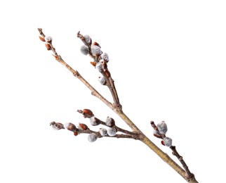 Photo of Beautiful pussy willow branch with flowering catkins isolated on white