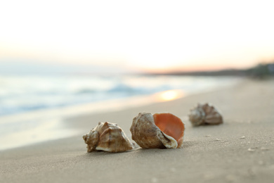 Beautiful seashells on sandy beach at sunrise. Space for text
