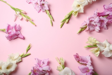 Flat lay composition with beautiful gladiolus flowers on color background