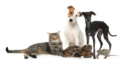 Group of different pets on white background. Banner design