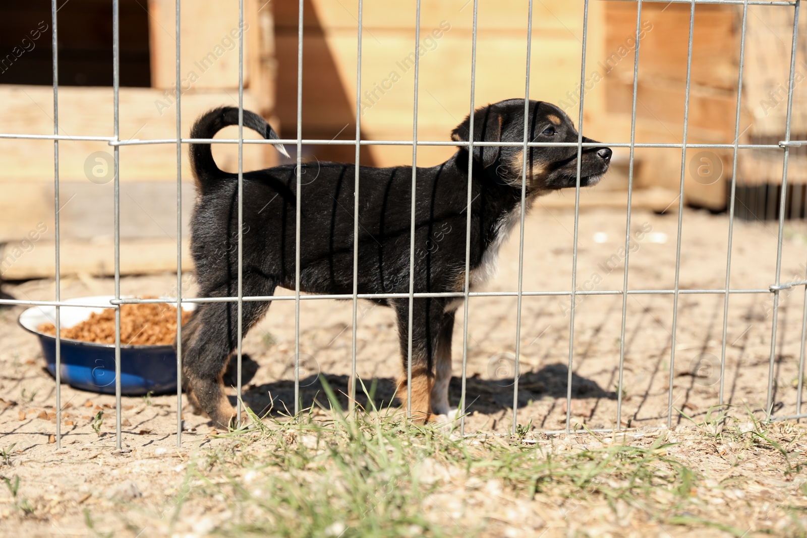 Photo of Cage with homeless dog in animal shelter. Concept of volunteering