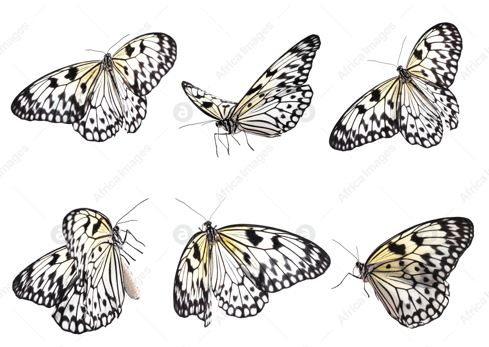 Image of Set of beautiful rice paper butterflies on white background