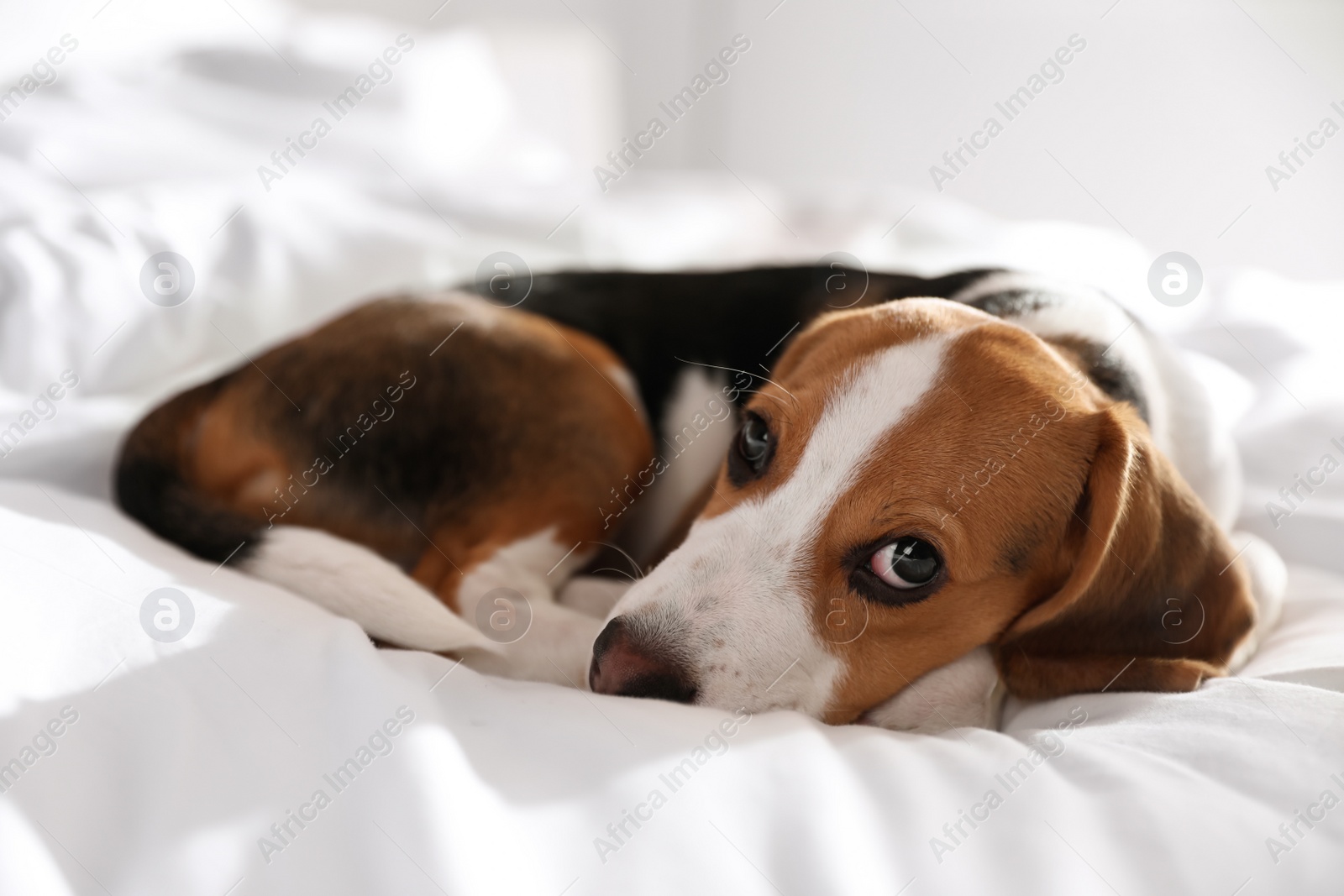 Photo of Cute Beagle puppy sleeping on bed. Adorable pet