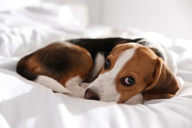 Cute Beagle puppy sleeping on bed. Adorable pet