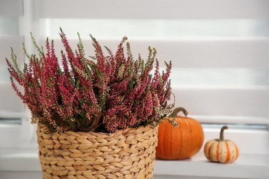 Beautiful heather flowers in wicker basket and pumpkins indoors. Space for text