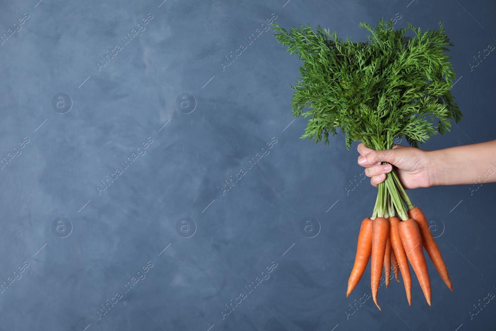 Photo of Woman holding ripe carrots on blue background, closeup. Space for text