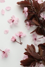 Spring season. Beautiful blossoming tree branch, flowers and petals on white background, flat lay