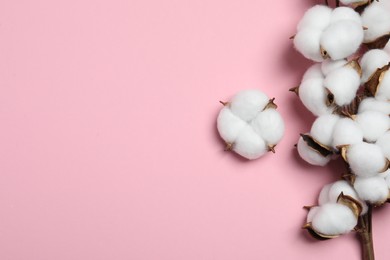 Branch with cotton flowers on pink background, top view. Space for text