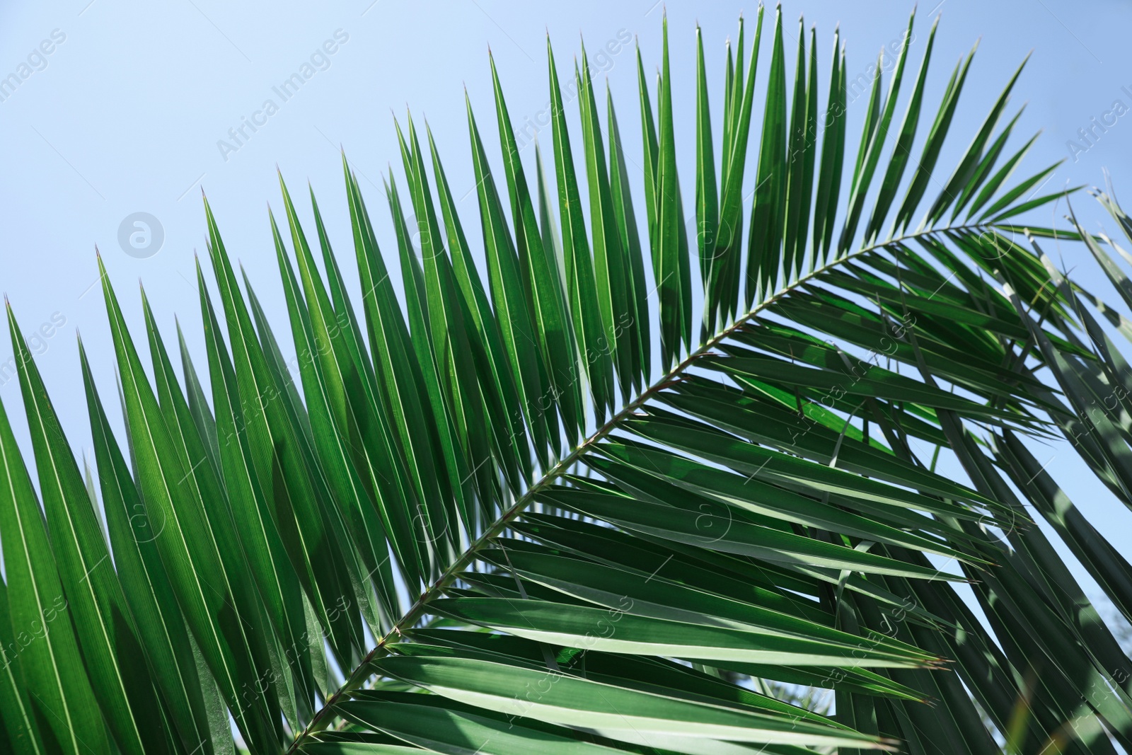 Photo of Beautiful green tropical leaves against blue sky, closeup