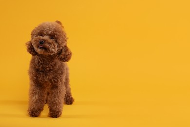 Cute Maltipoo dog on orange background, space for text. Lovely pet