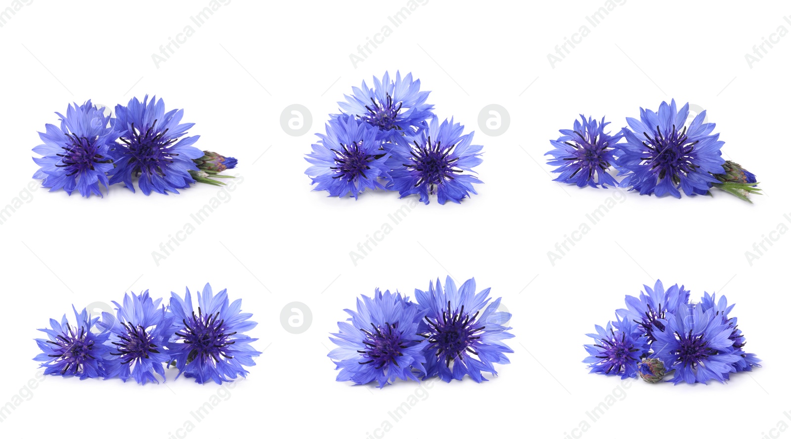 Image of Set with beautiful blue cornflowers on white background. Banner design