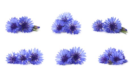 Set with beautiful blue cornflowers on white background. Banner design