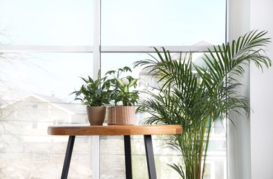 Photo of Different green potted plants near window at home