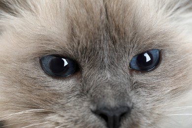 Photo of Birman cat with beautiful blue eyes, closeup