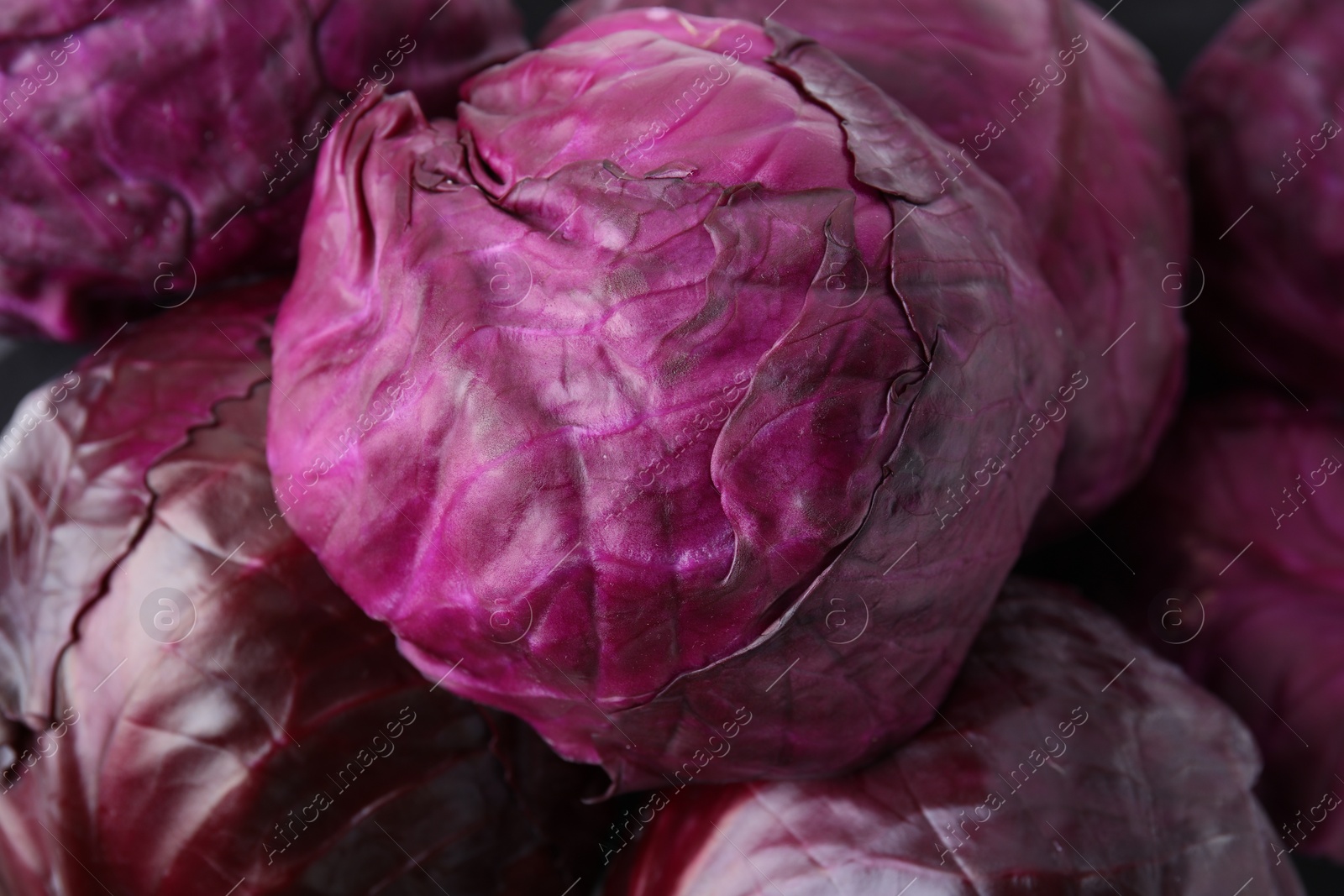 Photo of Many whole red cabbages as background, closeup