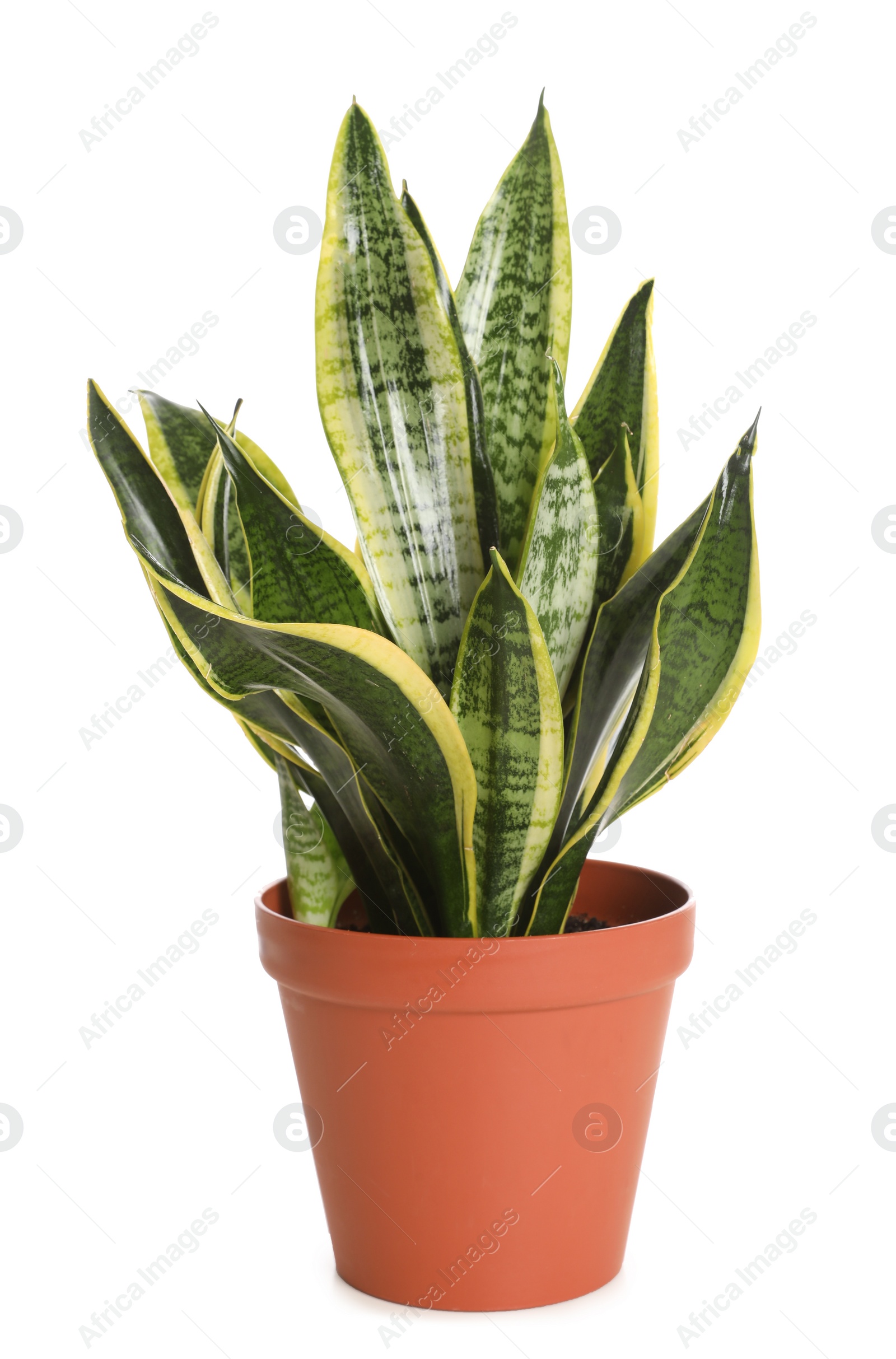 Photo of Pot with Sansevieria plant isolated on white. Home decor