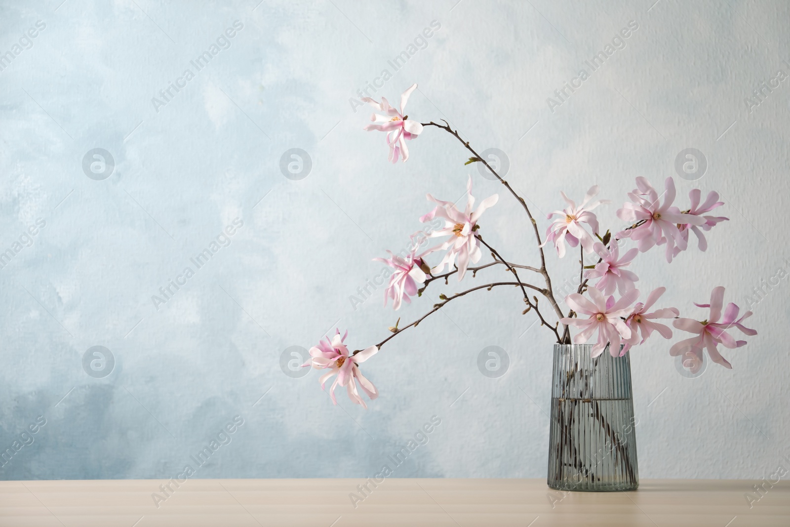 Photo of Magnolia tree branches with beautiful flowers in glass vase on wooden table against light blue background, space for text