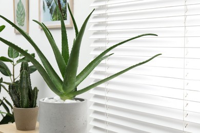 Photo of Beautiful potted aloe vera plant on table indoors