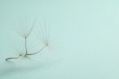 Photo of Seeds of dandelion flower on light background, closeup. Space for text