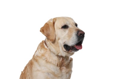 Photo of Cute Labrador Retriever in dog collar on white background
