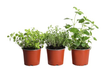 Photo of Different aromatic potted herbs on white background