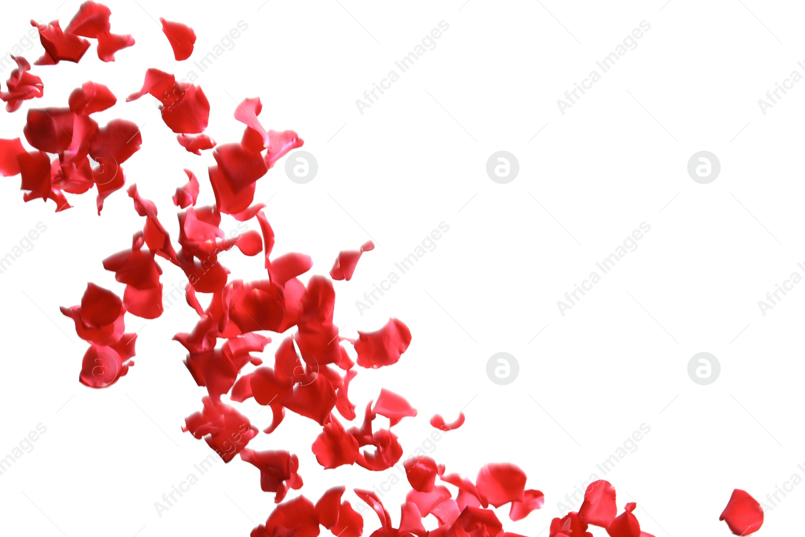 Photo of Red rose petals falling on white background