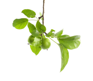 Photo of Tree branch with green apples isolated on white