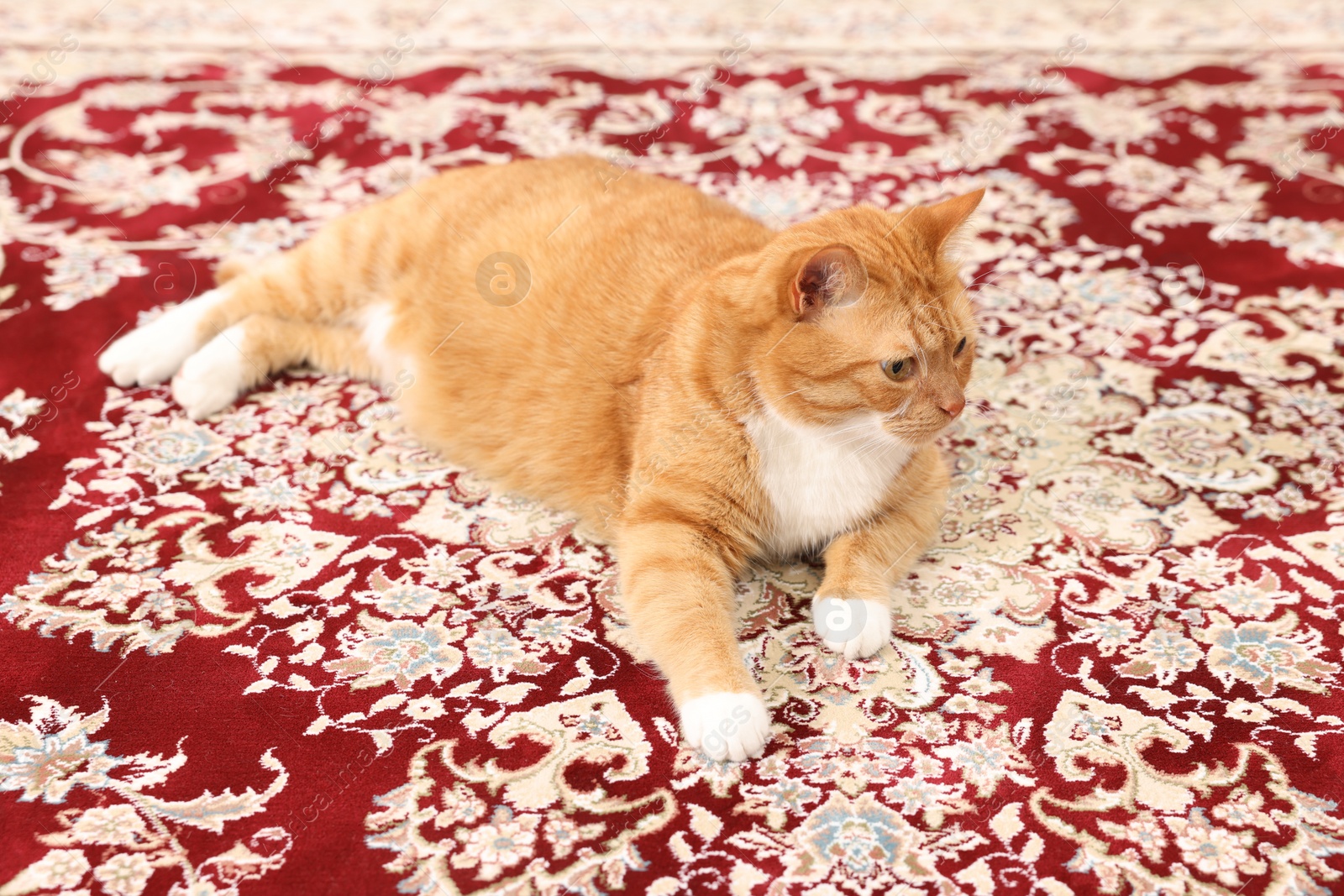 Photo of Cute ginger cat lying on carpet with pattern