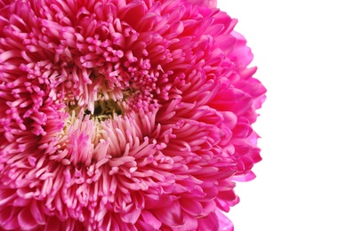 Photo of Beautiful aster flower on white background, closeup