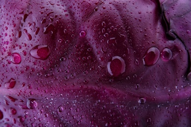 Photo of Ripe red cabbage with water drops as background, closeup