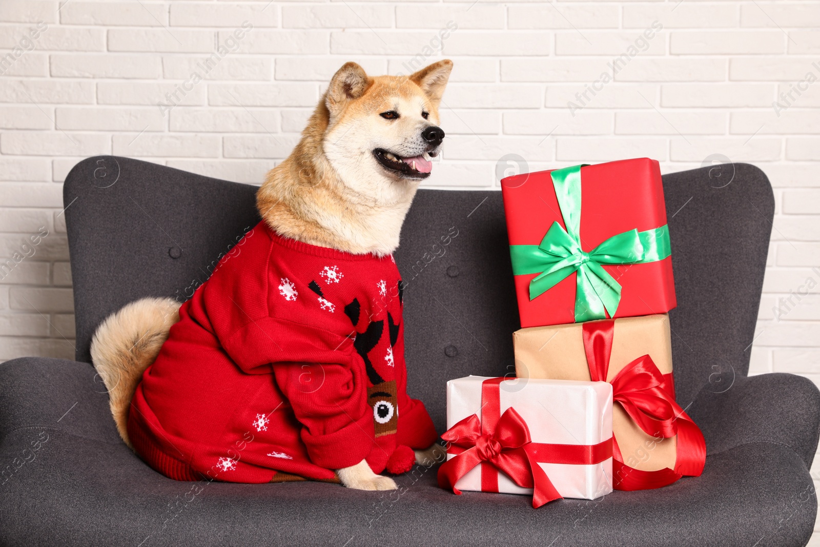 Photo of Cute Akita Inu dog in Christmas sweater near gift boxes on sofa