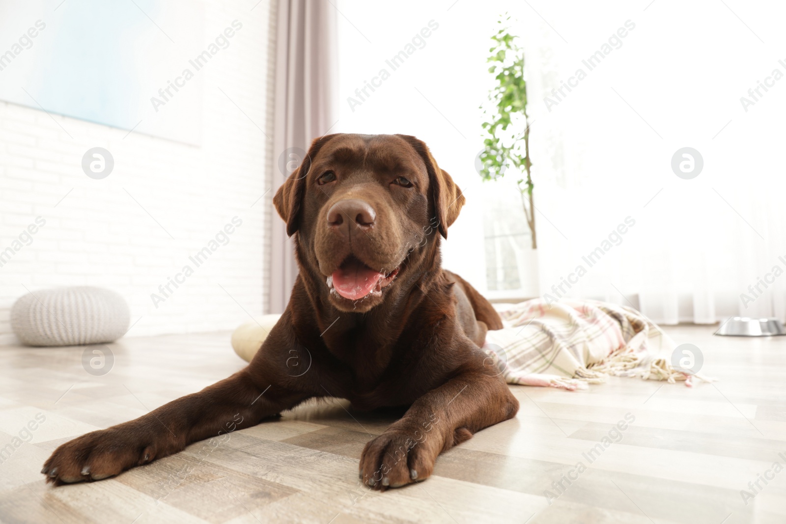 Photo of Chocolate labrador retriever on pet pillow indoors