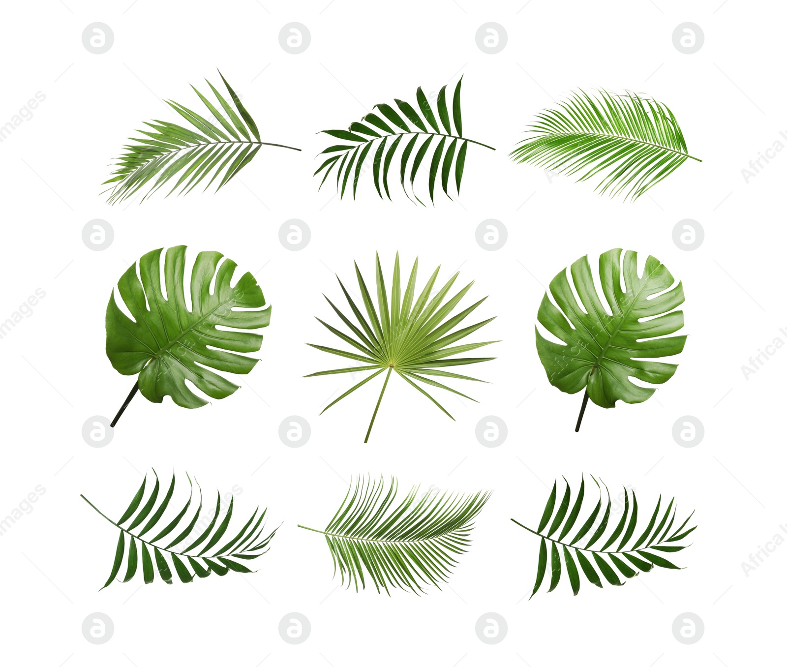 Image of Set of tropical leaves on white background